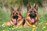 BERGER ALLEMAND 1391